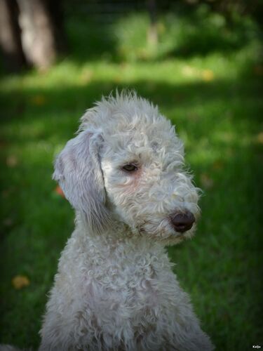 Bedlington puppies for sale Bedlington puppies for sale