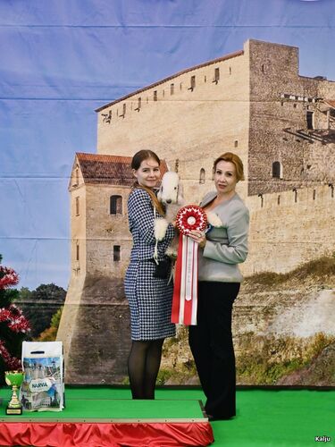 Narva Dog Show 2025 Narva Dog Show 2025