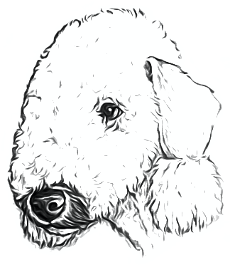 Бедлингтон терьер Бедлингтон терьер